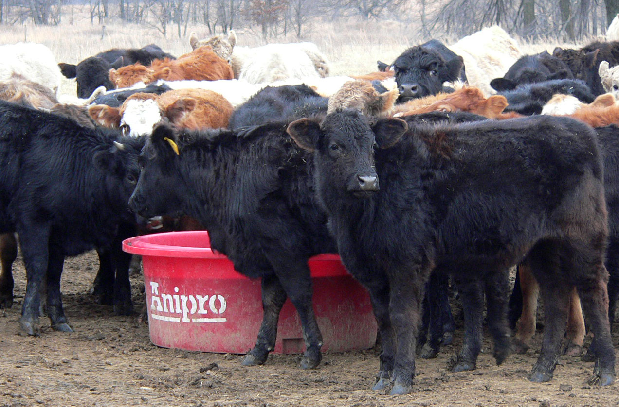 Calf Programs Overview Anipro XF